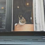 หน้าต่างที่ติดตั้งมุ้งลวดนิรภัยสำหรับสัตว์เลี้ยง