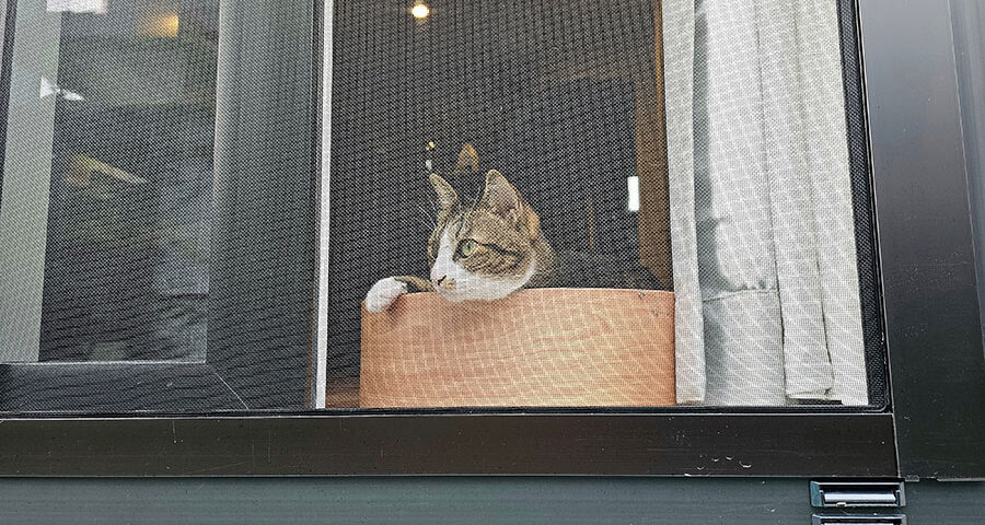 หน้าต่างที่ติดตั้งมุ้งลวดนิรภัยสำหรับสัตว์เลี้ยง