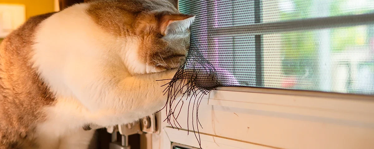 แมวกำลังข่วนมุ้งลวดหน้าต่างจนขาด