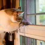 แมวกำลังข่วนมุ้งลวดหน้าต่างจนขาด