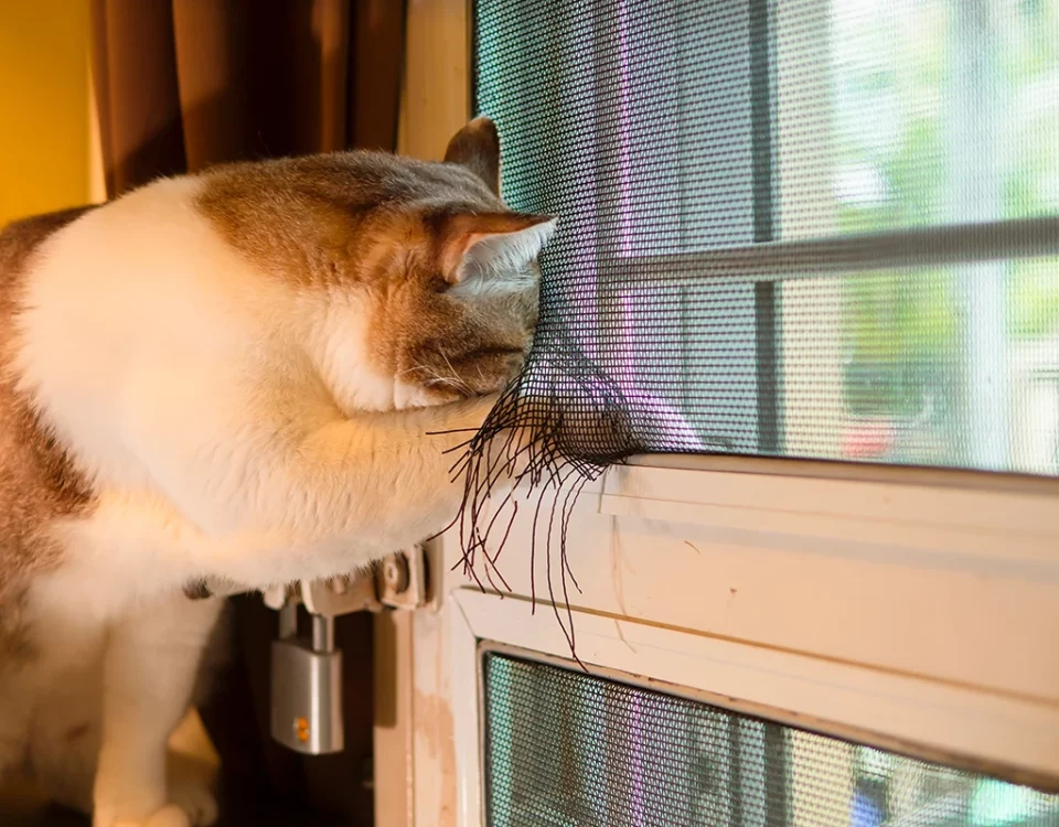 แมวกำลังข่วนมุ้งลวดหน้าต่างจนขาด