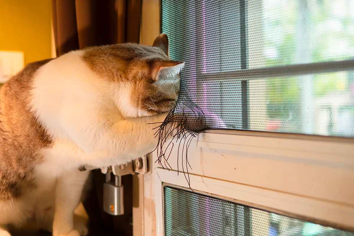 แมวกำลังข่วนมุ้งลวดหน้าต่างจนขาด